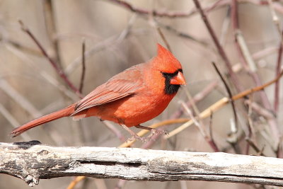 Cardinal rouge