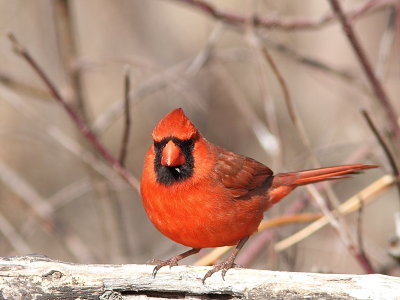 Cardinal rouge