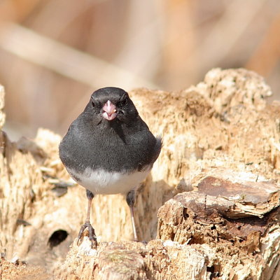 Junco ardois