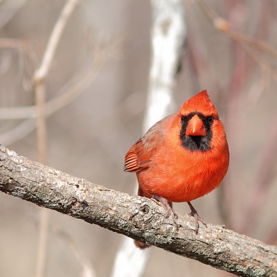 Cardinal rouge