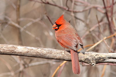 Cardinal rouge