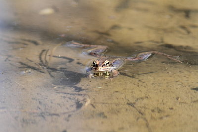 Grenouille des bois