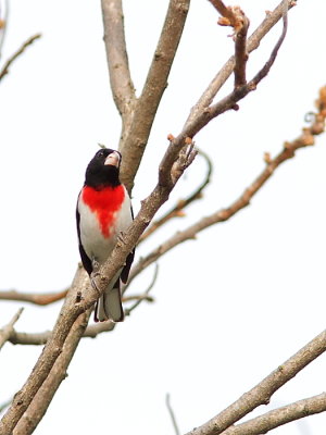 Cardinal  poitrine rose