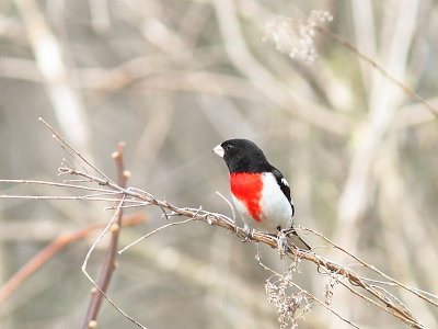 Cardinal  poitrine rose