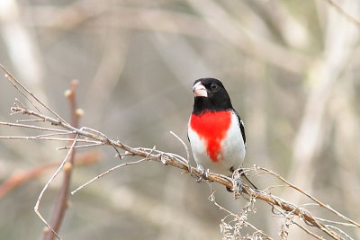 Cardinal  poitrine rose