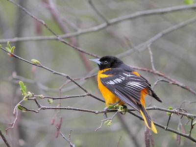 Oriole de Baltimore