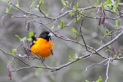 Oriole de Baltimore