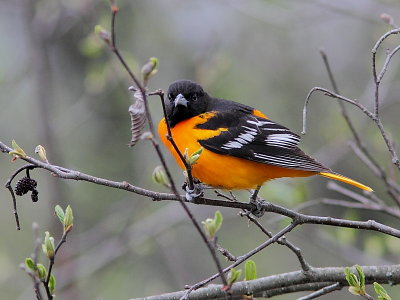 Oriole de Baltimore