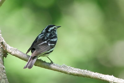 Paruline noir et blanc