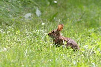 Lapin  queue blanche