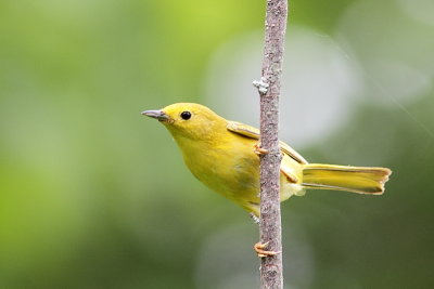 Paruline jaune