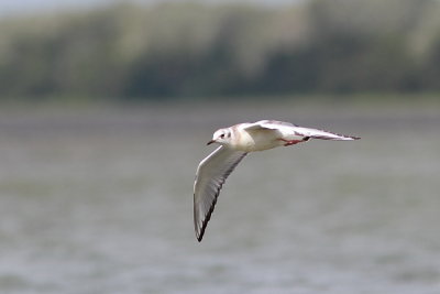 Mouette de Bonaparte