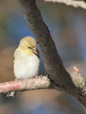 Chardonneret jaune