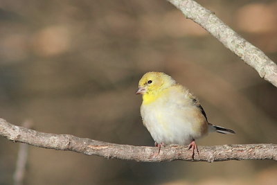 Chardonneret jaune