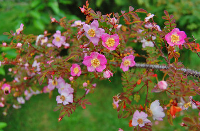 Rosa elegantula, Persetosa - Threepenny Bit Rose