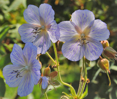 Geranium pratense 'Mrs. Kendall Clark'