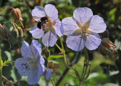 Geranium pratense 'Mrs. K. Clark'