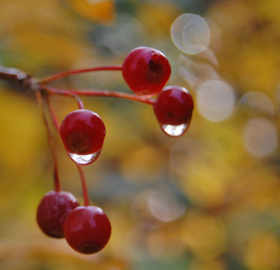 Malus sargentii