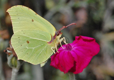 Citronsommerfugl i haveklinte.jpg