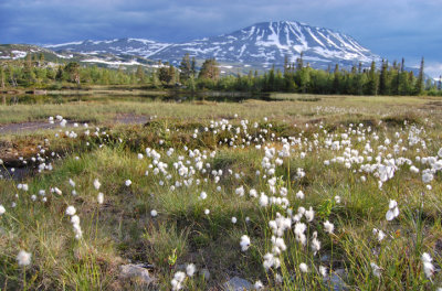 Gausta nr Rjukan