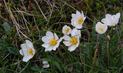 Dryas 