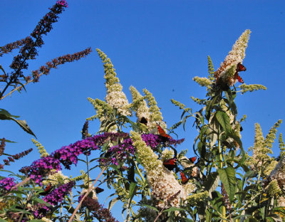 Buddleia with butterflies