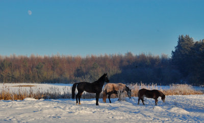 Heste elsker sne