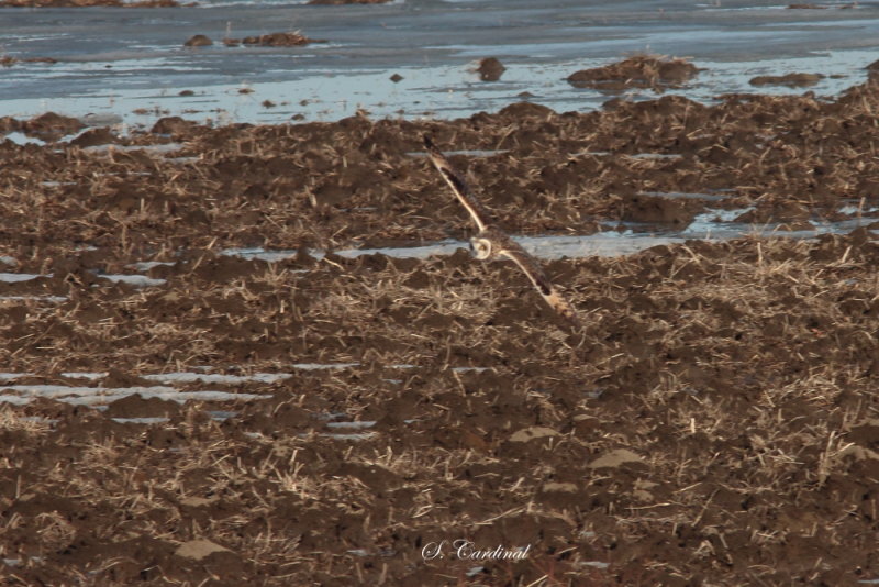 2013 Hibou des marais 05.JPG