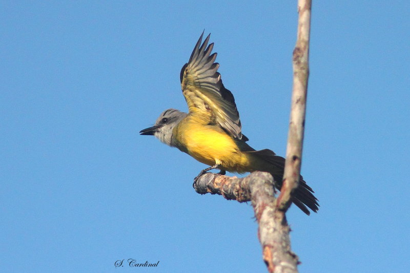 2015  Tropical kingbird 02.JPG