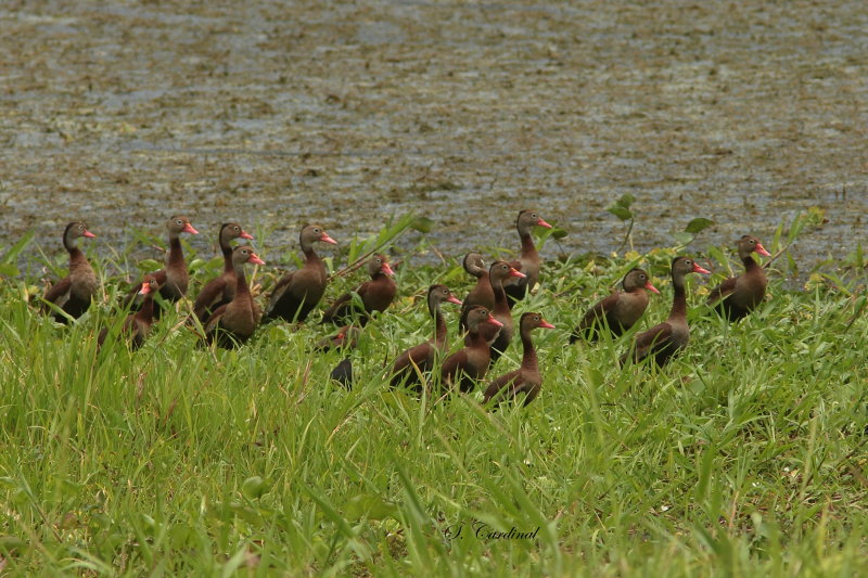 2015 Black bellied whisling duck 02.JPG