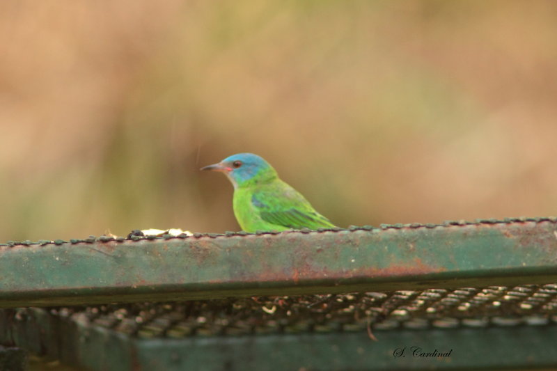 2015 Blue Dacnis 01.JPG