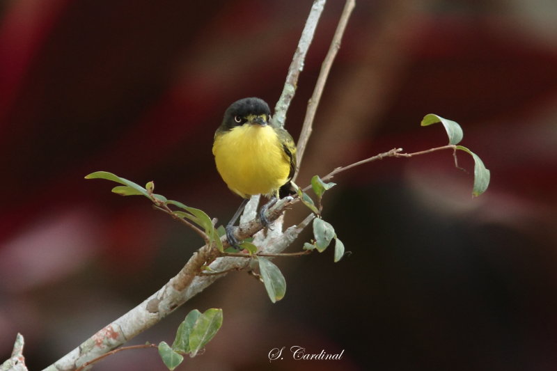 2015 Common  tody flycatcher 05.JPG