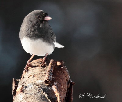 2013 Junco Ardoiser 01.JPG
