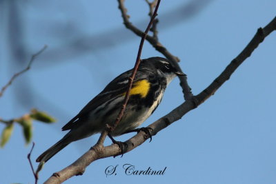2013 Paruline a croupion jaune 01.JPG a.JPG