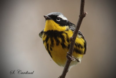 2013 Paruline a tete cendree 02.JPG