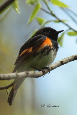 2013 Paruline flamboyante 02 a.JPG