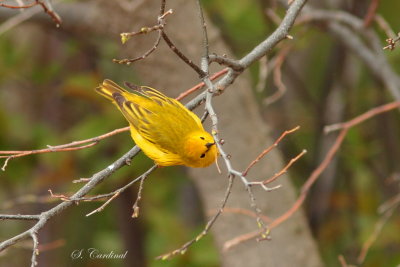 2013 Paruline jaune 002.JPG a.JPG