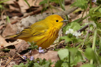 2013 Paruline jaune 005.JPG a.JPG