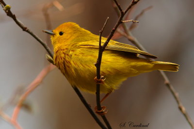 2013 Paruline jaune 006.JPG a.JPG