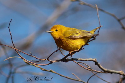 2013 Paruline jaune 007.JPG a.JPG
