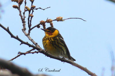 2013 Paruline tigrer 03.JPG a.JPG