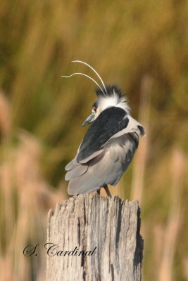 2013 Bioreau gris 02.JPG a.JPG