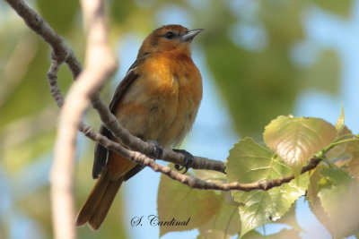 2013 Oriole de Baltimore 09.JPG a.JPG