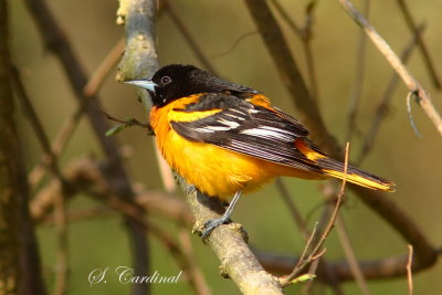 2013 Oriole de Baltimore 11.JPG a.JPG
