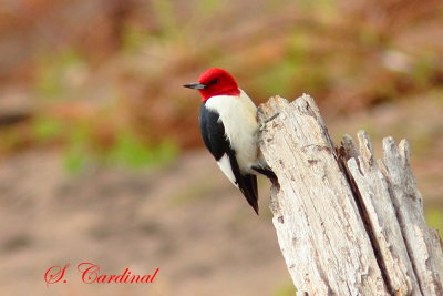 2013 Pic a tete rouge 01.JPG