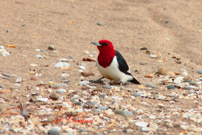 2013 Pic a tete rouge 02.JPG a.JPG