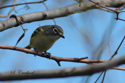 2013 Vireo a tete bleu.JPG a.JPG