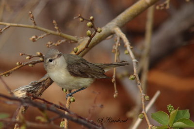 2013 Vireo melodieux 01.JPG a.JPG