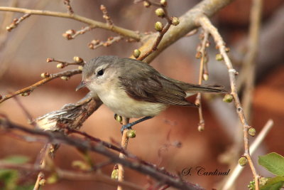 2013 Vireo melodieux 02.JPG a.JPG
