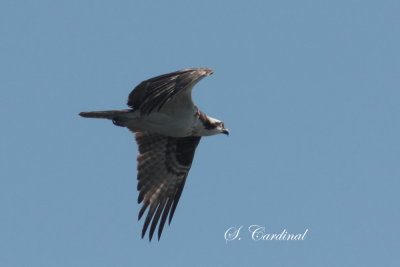 2013 Balbuzard pecheur 01.JPG